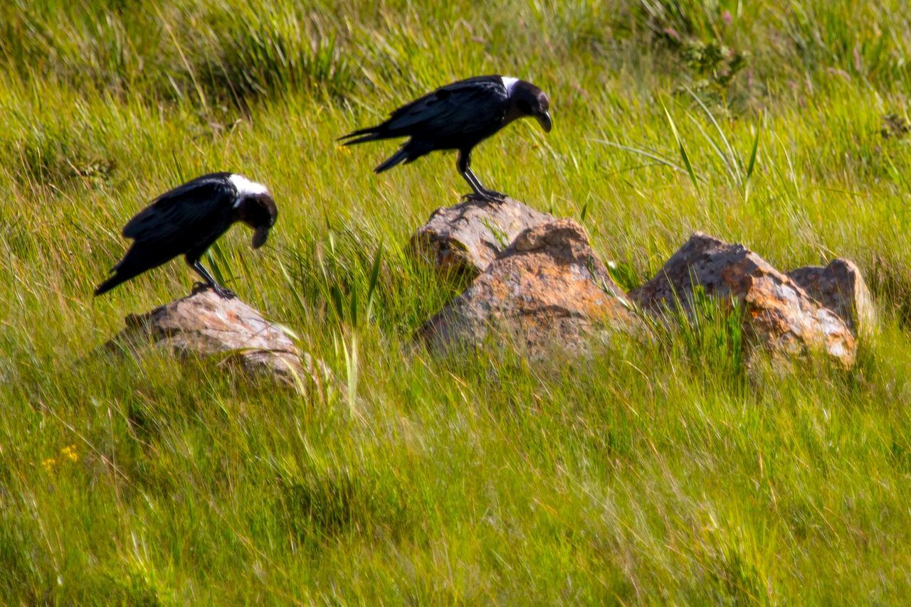 Greenfire Drakensberg Lodge Bonjaneni Luaran gambar